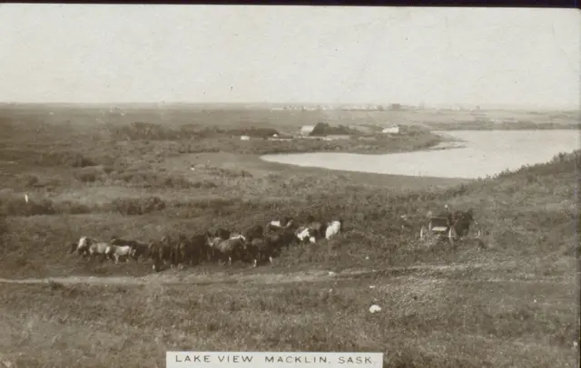 Lake view near Macklin with horse herd and buggy